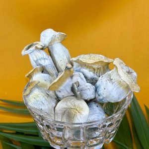 3.5g APE Mushroom Blend — whole dried Albino Penis Envy botanical mushrooms by The Brain Spa