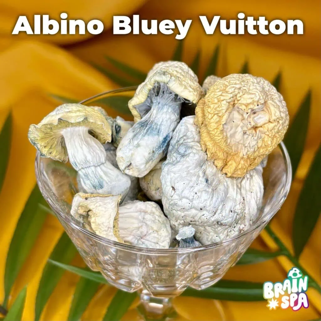 Albino Bluey V Mushroom Blend — clear-headed introspective botanical gummies by The Brain Spa