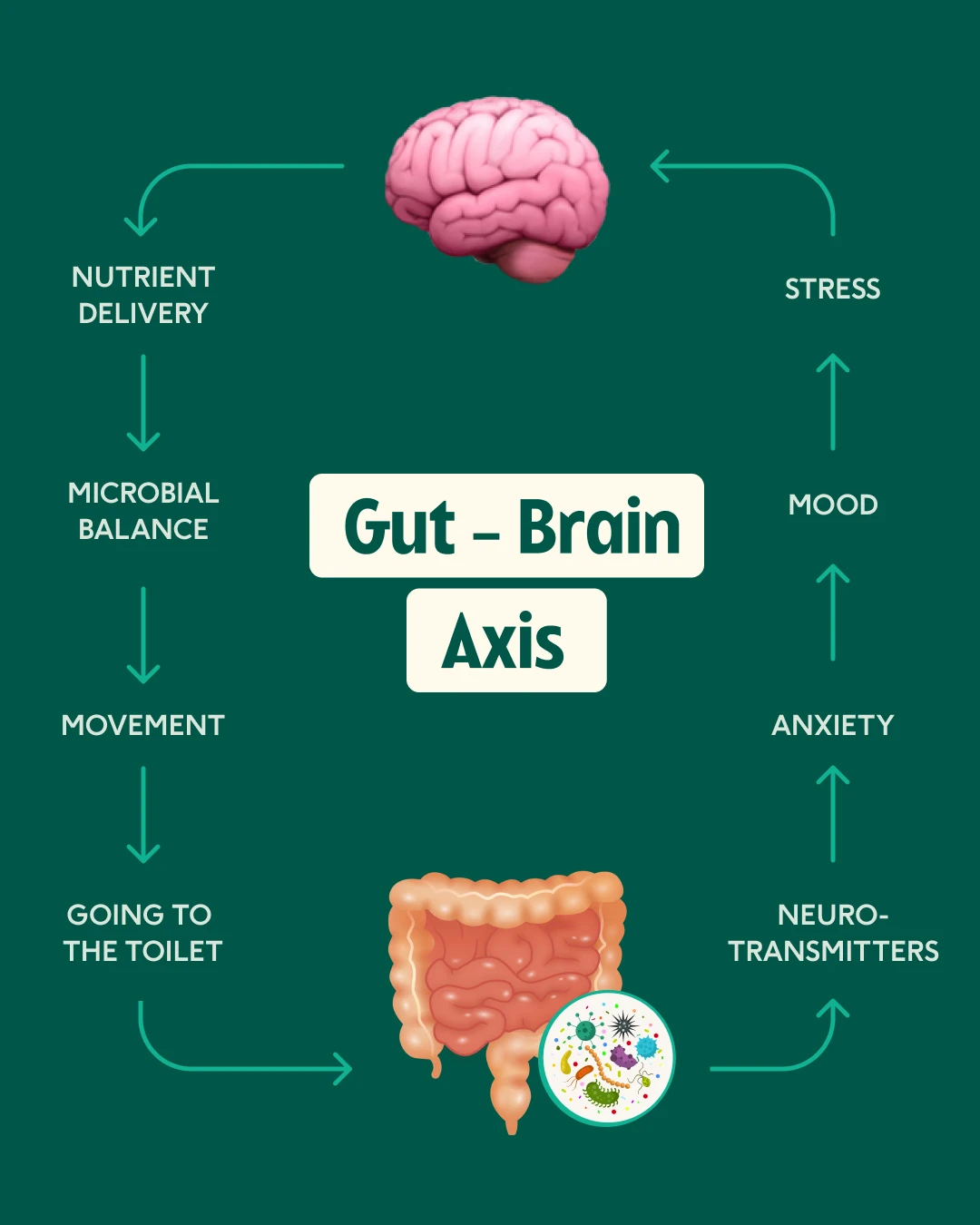 Gut-Brain_Axis Gut-brain axis diagram — how gut health affects cognitive performance and mental clarity