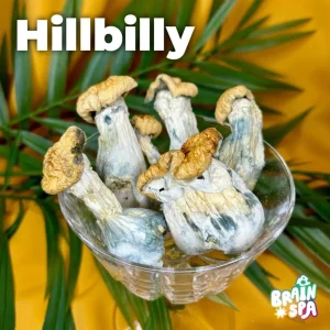 Hillbilly Mushroom Blend gummies — balanced botanical mushroom wellness gummies by The Brain Spa