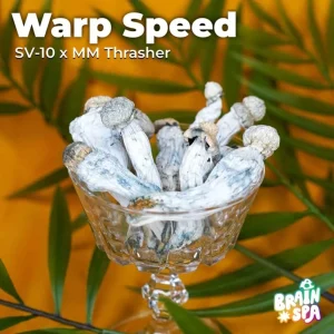 Warp Speed botanical gummies — elevated creativity mushroom gummy blend by The Brain Spa